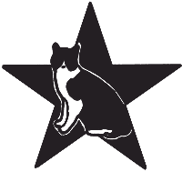 cat in front of a star